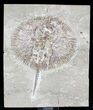 Rare Fossil Ray (Cyclobatis) From Lebanon - #24147-1